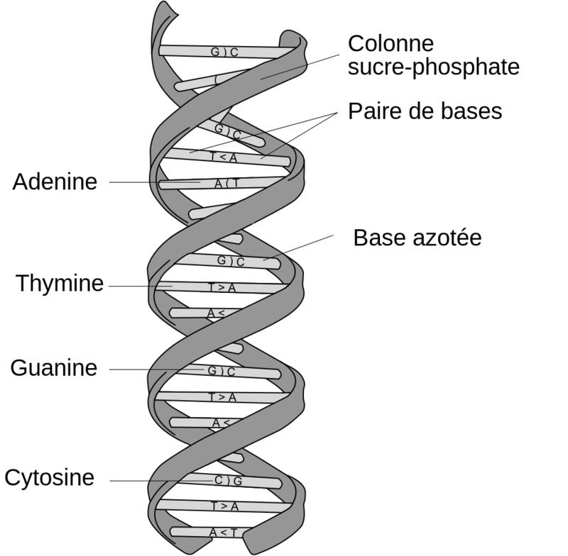 DNA_structure_and_bases_FR.svg